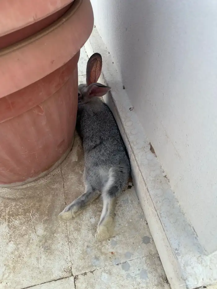 ارنب 0