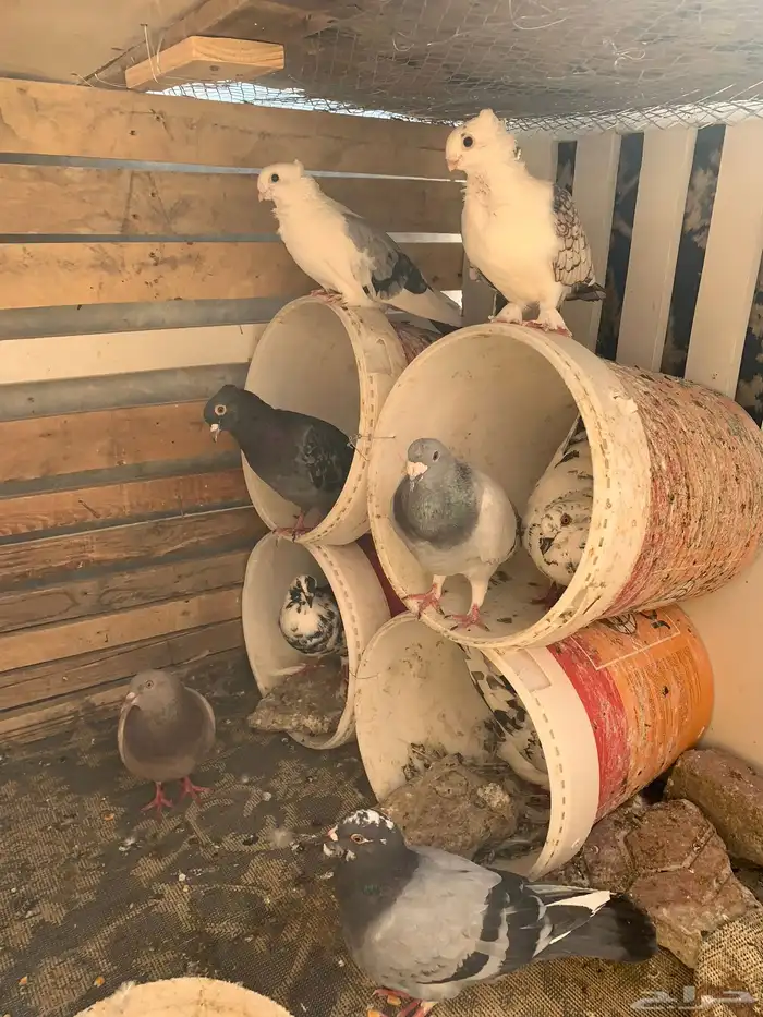 حمام مشكل 1