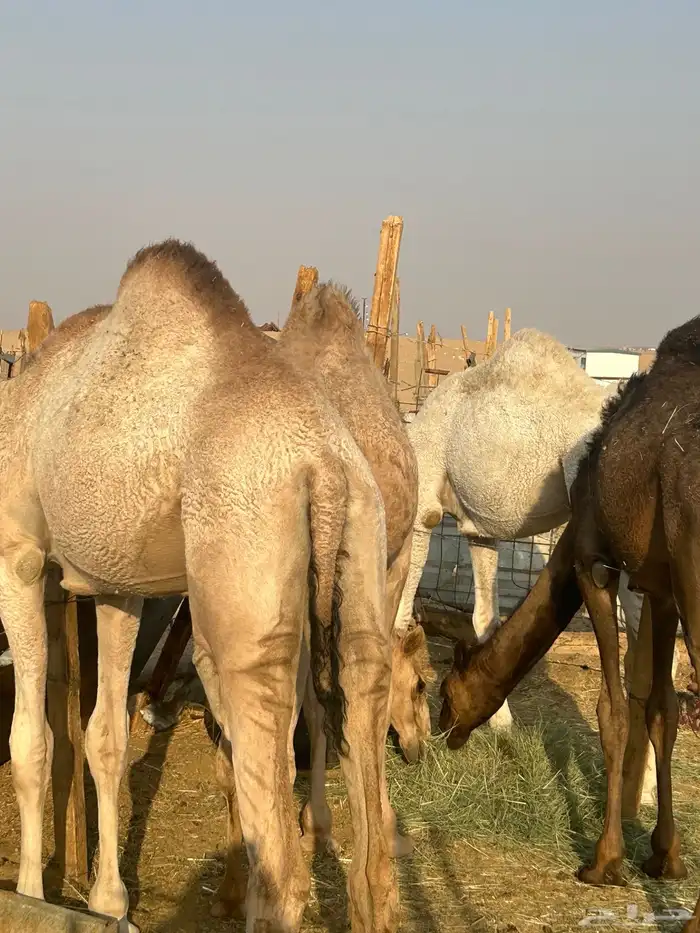 مفاريد للبيع تم البيع تم البيع 2