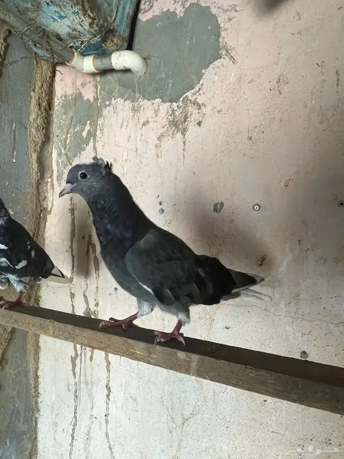 حمام قطايف 7