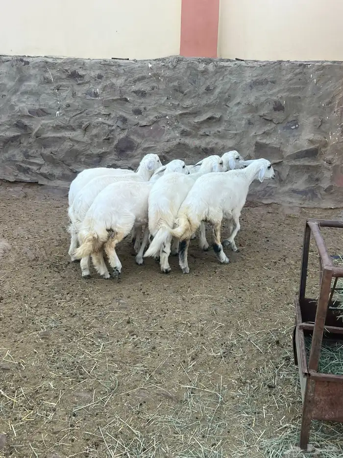 طليان 5