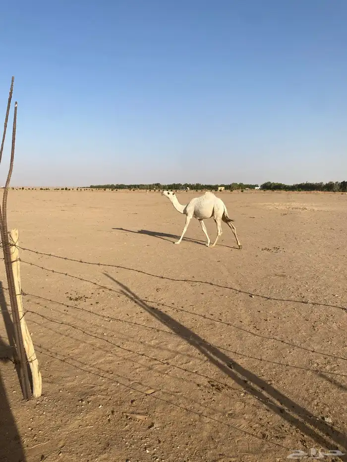 للبيع بكره رمانيه على جميع الشروط 0