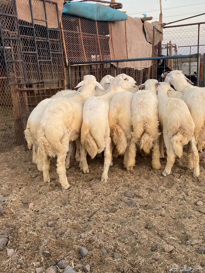 طليان جبره ذبايح 2