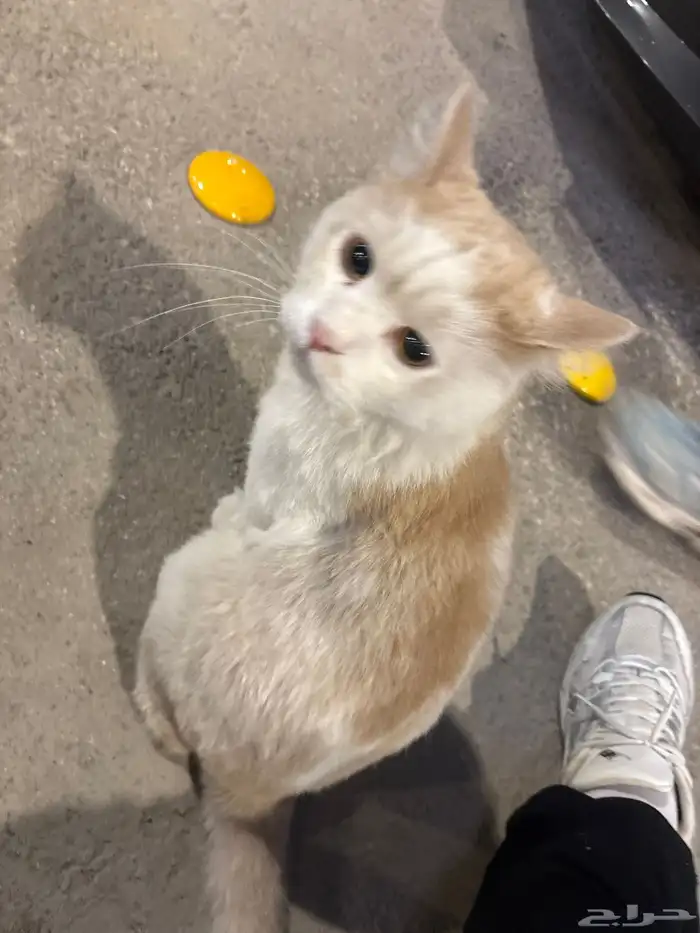 قط ب الشارع 0