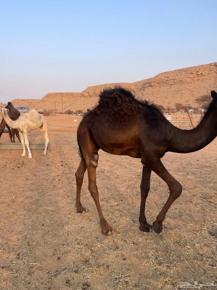 قعود مجهم مفرود يرضع امه 0