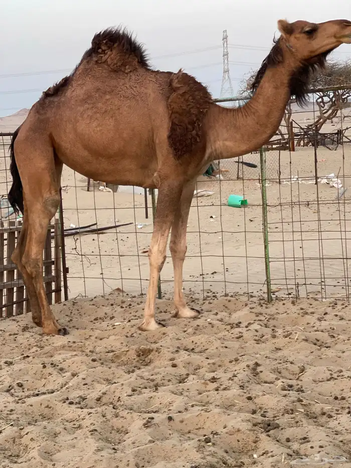 للبيع بكار سواحل 0