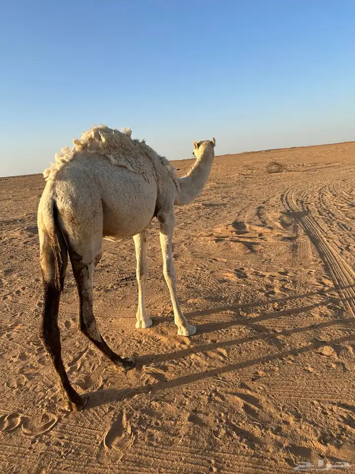 بكره للبيع 0