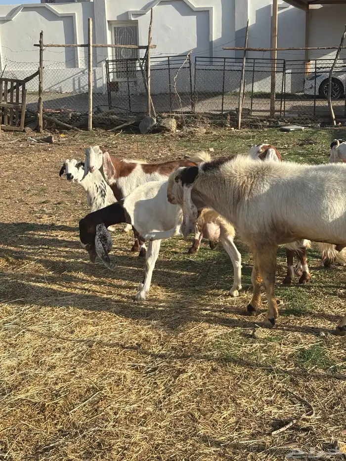 معزا صنف مع الفحل 6