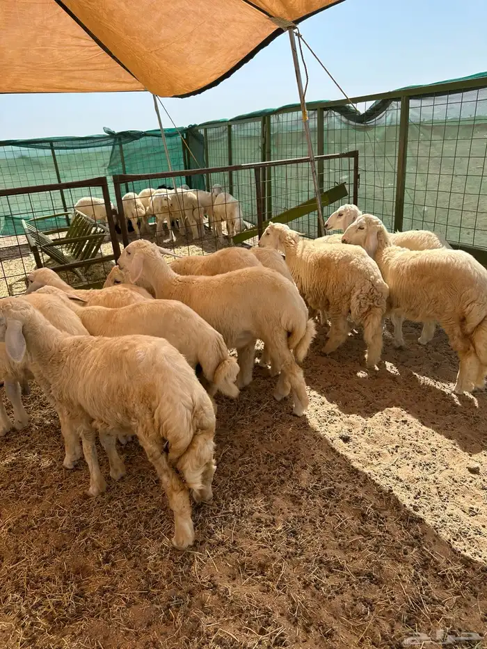 ذبائح بريه طيبه 1