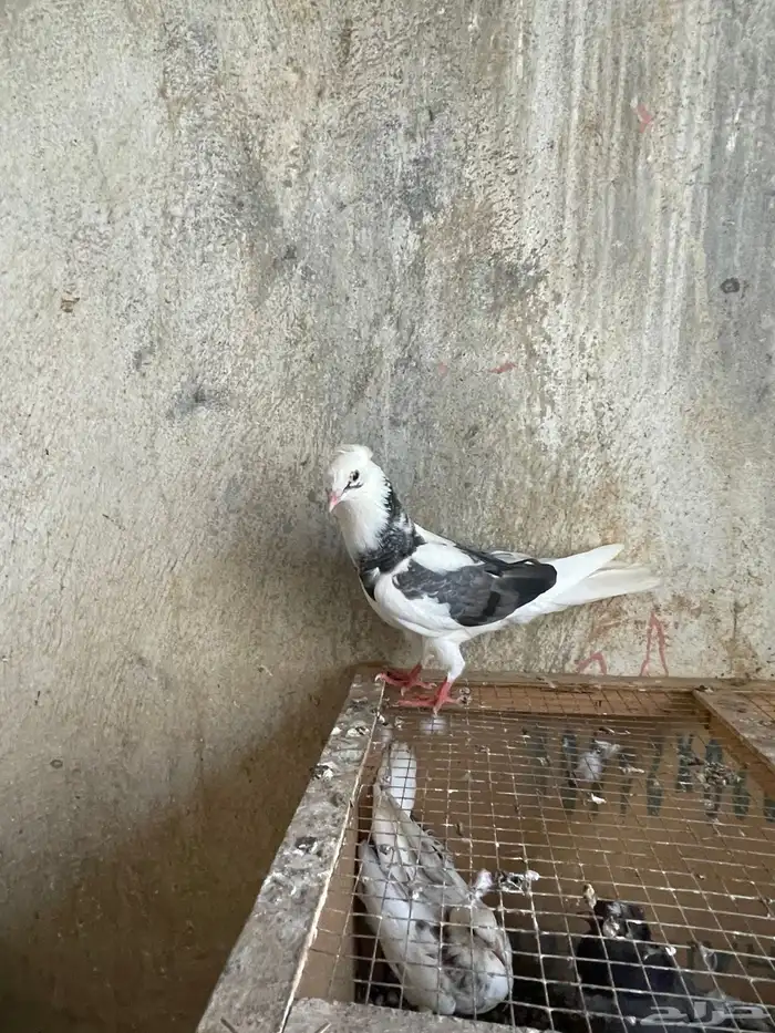 حمام قطايف 20