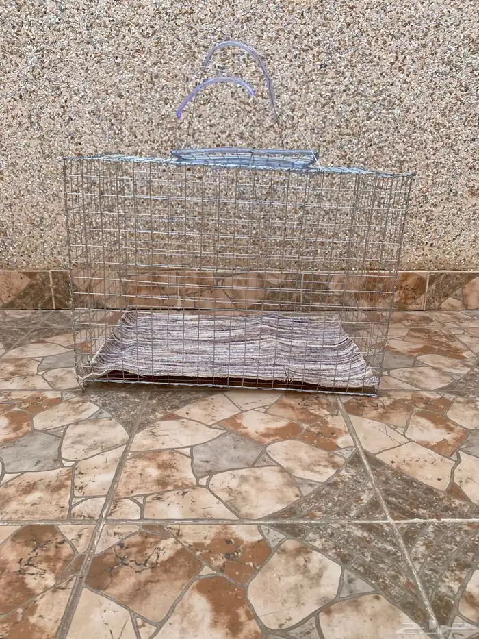 شبوك نقل 2