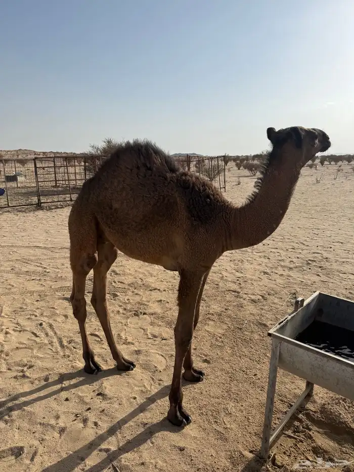 قعود كفو للبيع علا حليب امه 2