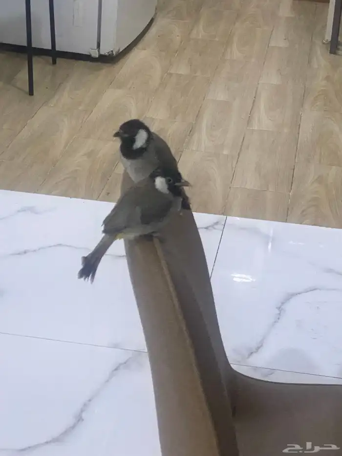 للبيع بلابل بالاحساء 5