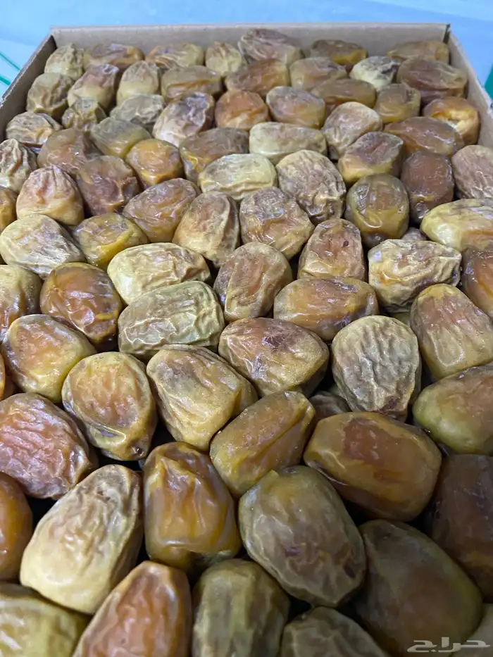 صقعي فاخر جدا 3