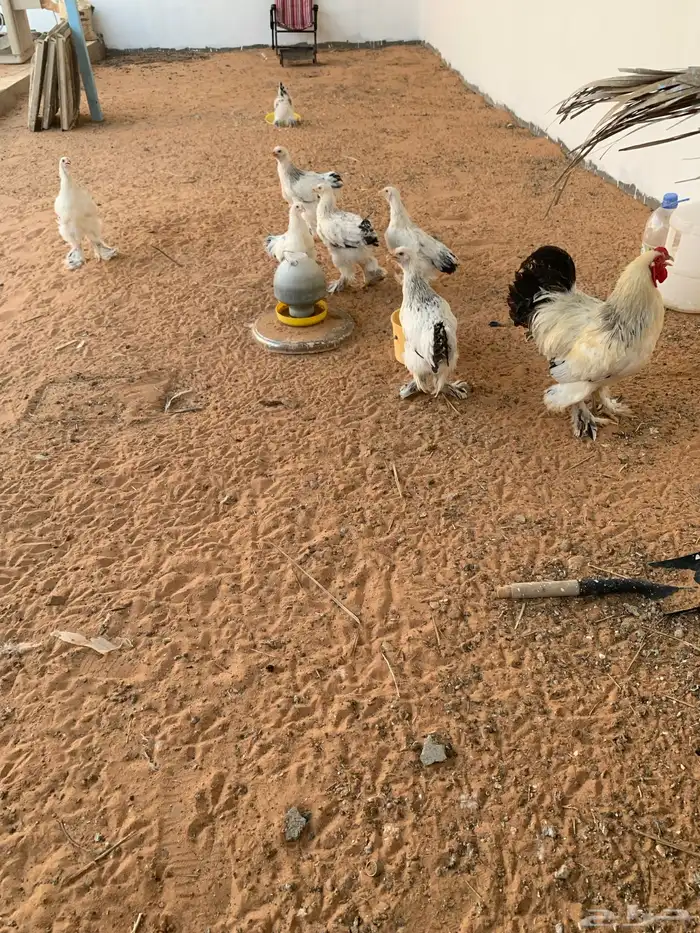 براهما كولمبي 1