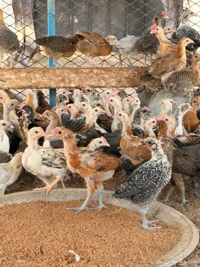 صيصان بلدي و فيومي عمر شهر 2