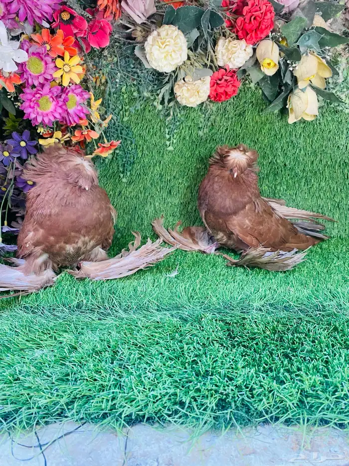 للبيع طبه بخاره احمر 2