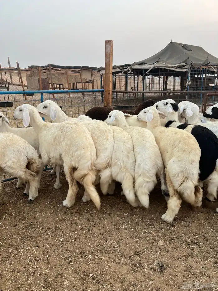 ذبيحتك لباب بيتك 0