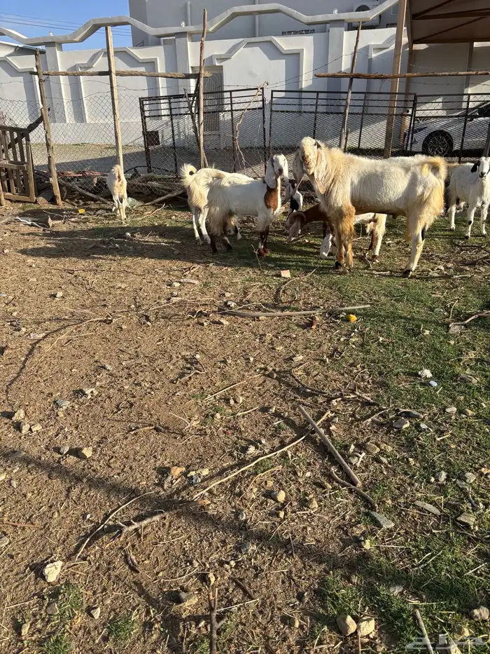 معزا صنف مع الفحل 1