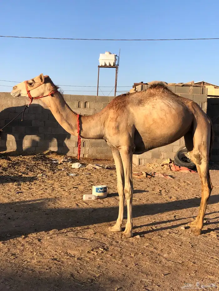 بكره للبيع 0