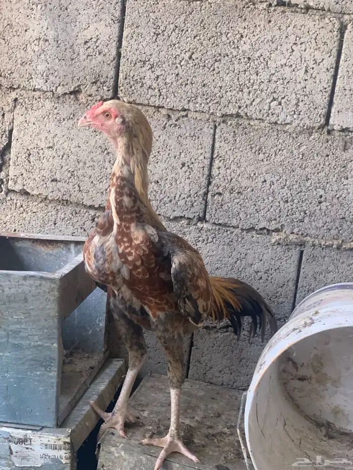 للبيع ديك سندي 7