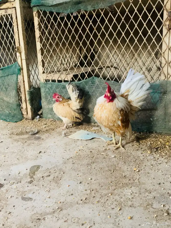 زوج سيراما مستوا طيب 0