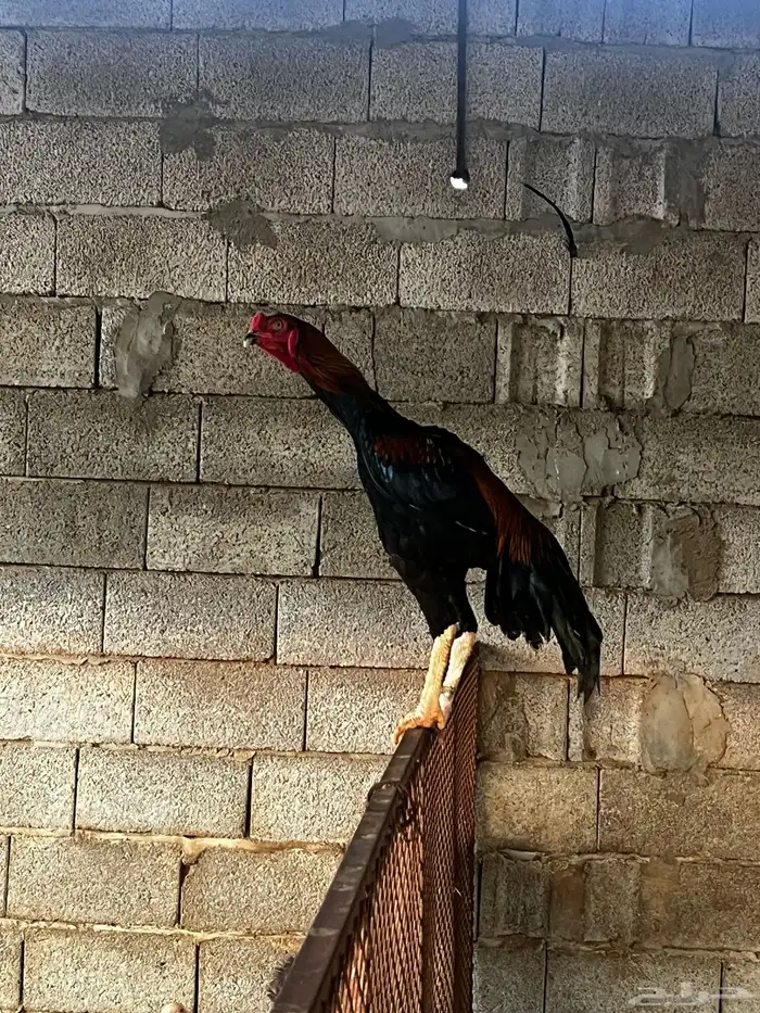 ديك شامو ياباني 0