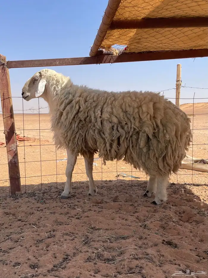 للبيع فحل مهجن بين حري ونعيمي 1