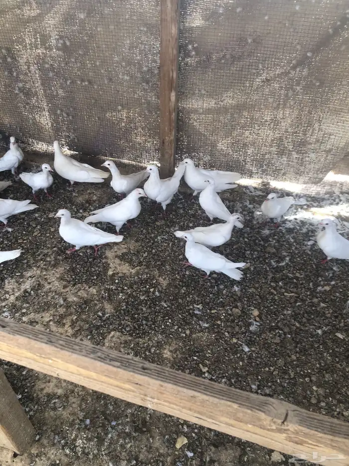 زغاليل حمام لاحم للبيع 0