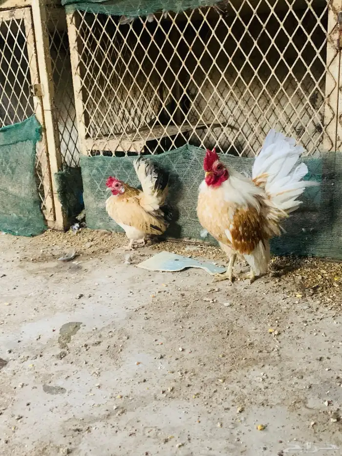 زوج سيراما مستوا طيب 1