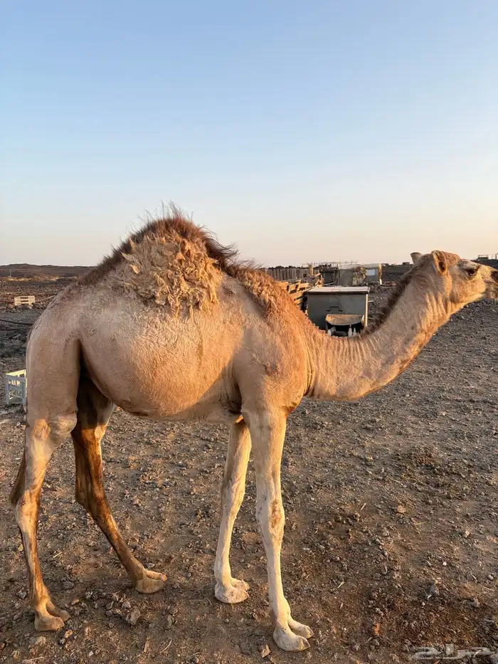 بكره للبيع 0