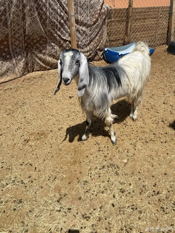 معزا مشاريك وحده خلفه وثنتين دفيع 2