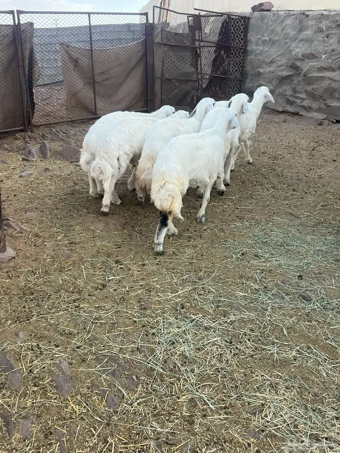 طليان 4
