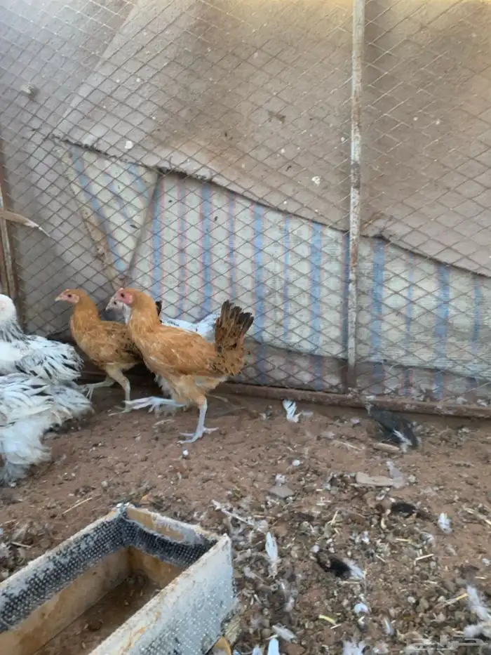 دجاجتين العمر حول 5 شهور 0