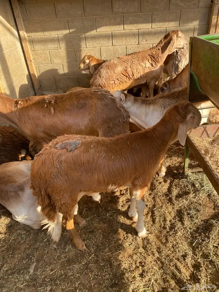 طليان سواكني حمري وبيض ونعيم طيبات 2