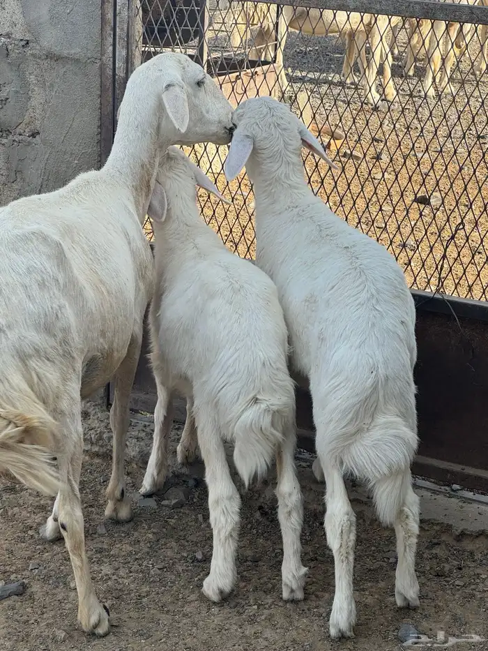 بادية العقيق 4