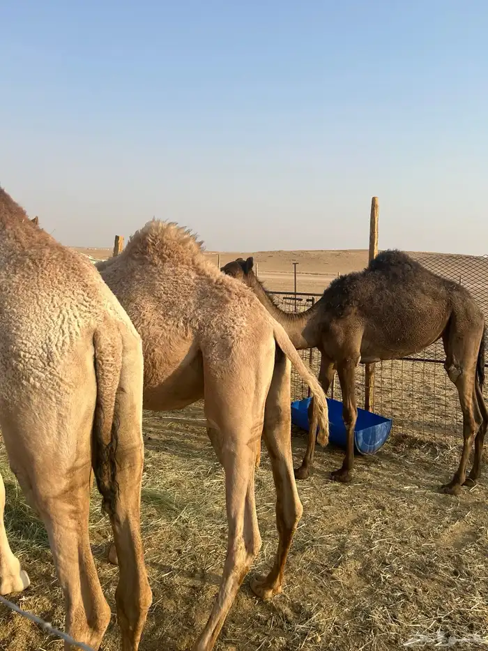 مفاريد للبيع تم البيع تم البيع 0