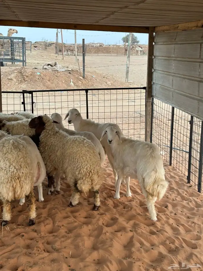 ذبايح نعيم و حريات 4