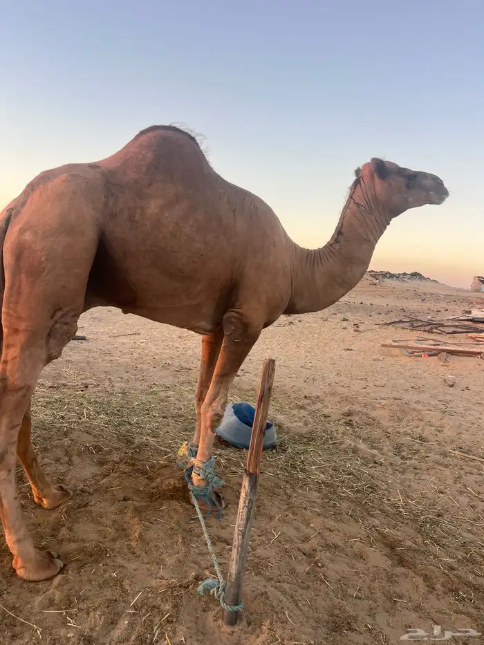 جمل احمر 0