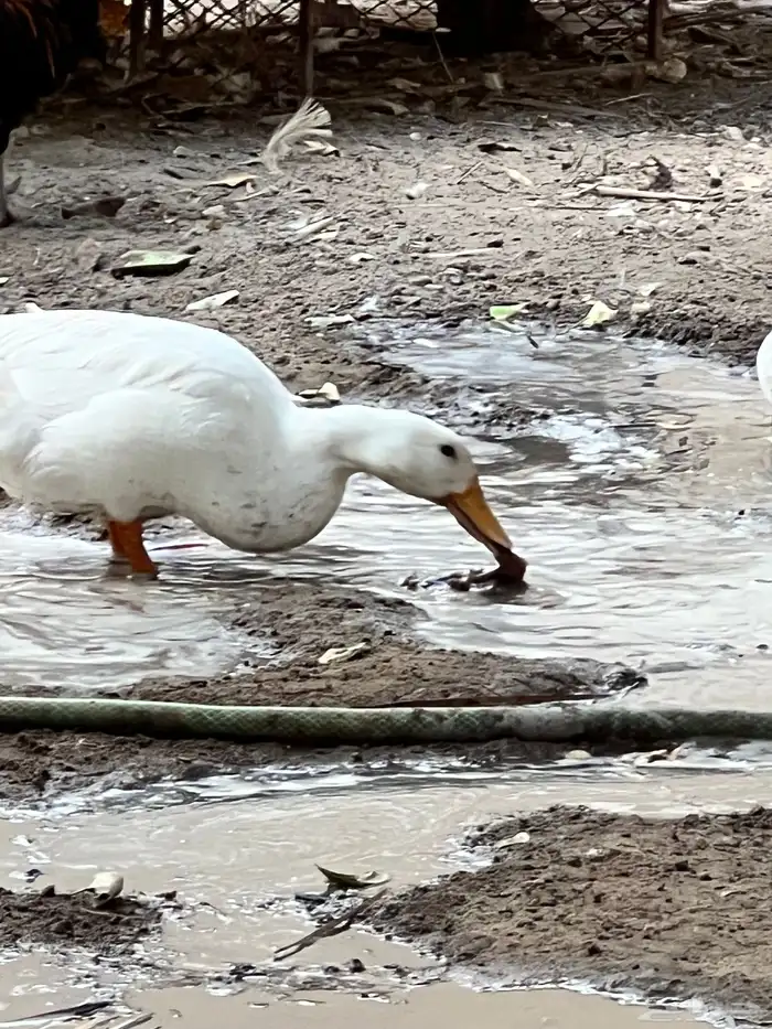 بط مصري للبيع 2