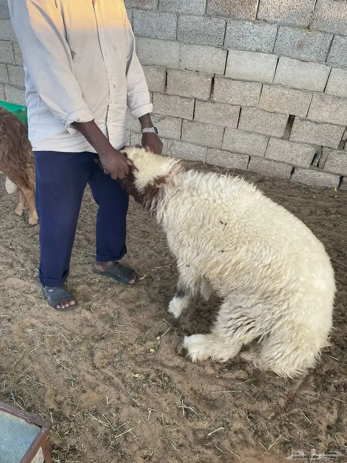 ذبائح نعيمي بلدي وتيوس وحري للبيع للثلاجات والمناسبات 8