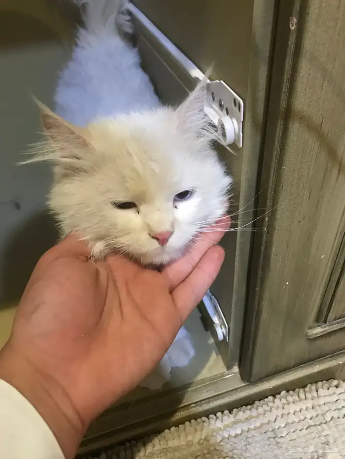 قط فارسي للبيع الموقع حائل صامل 3