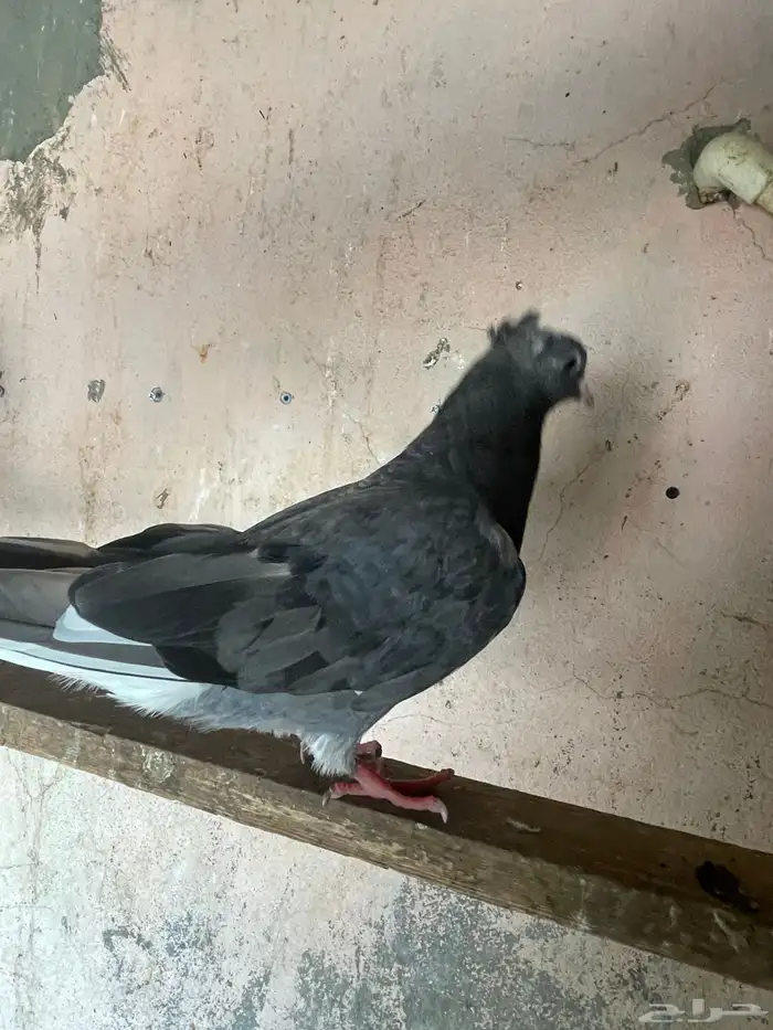 حمام قطايف 8