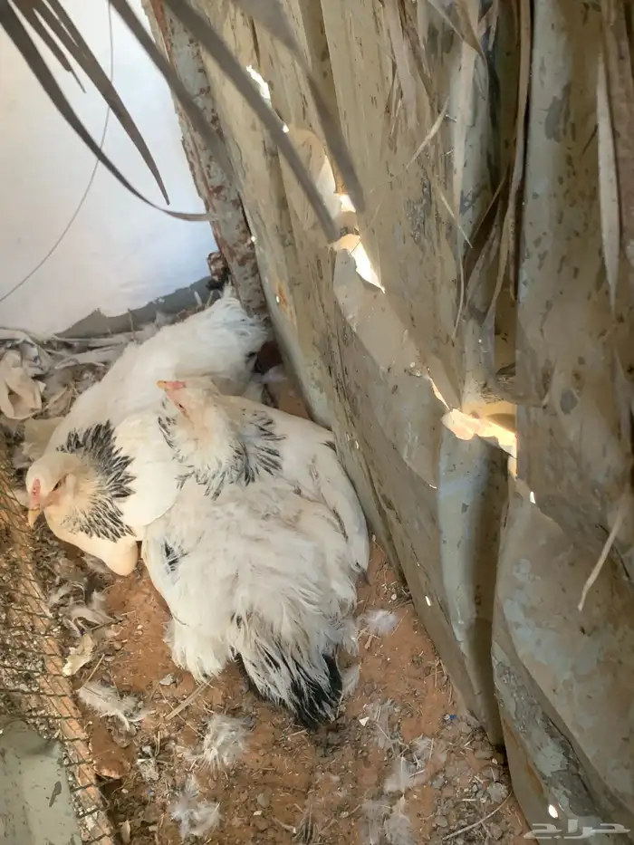 براهما كولمبي 0