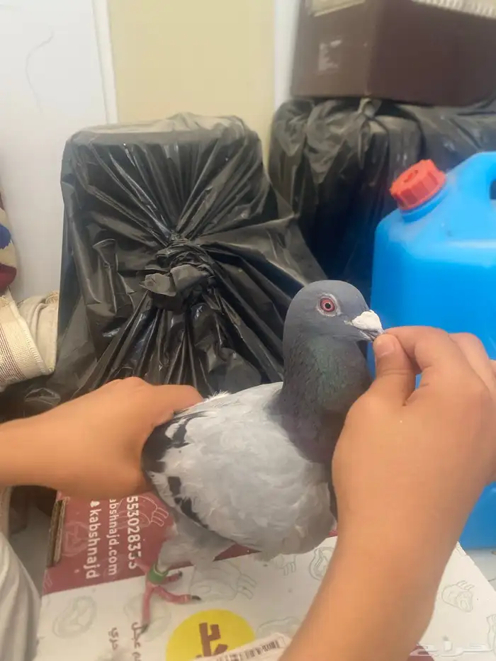 حمام زوجال واحد زوج واحد زاجل أنثى 3