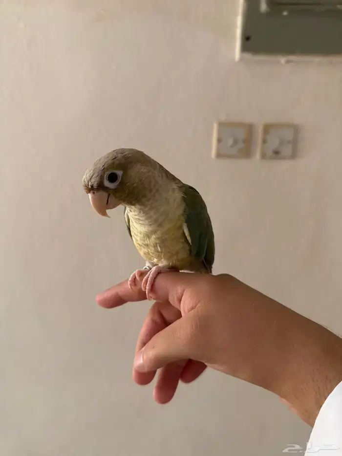 كنيور العمر سنه ونص اليف مره 1