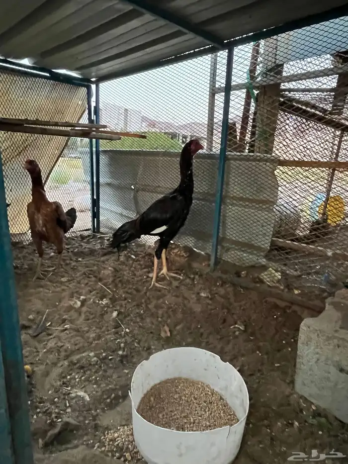 جوز باكستاني 2
