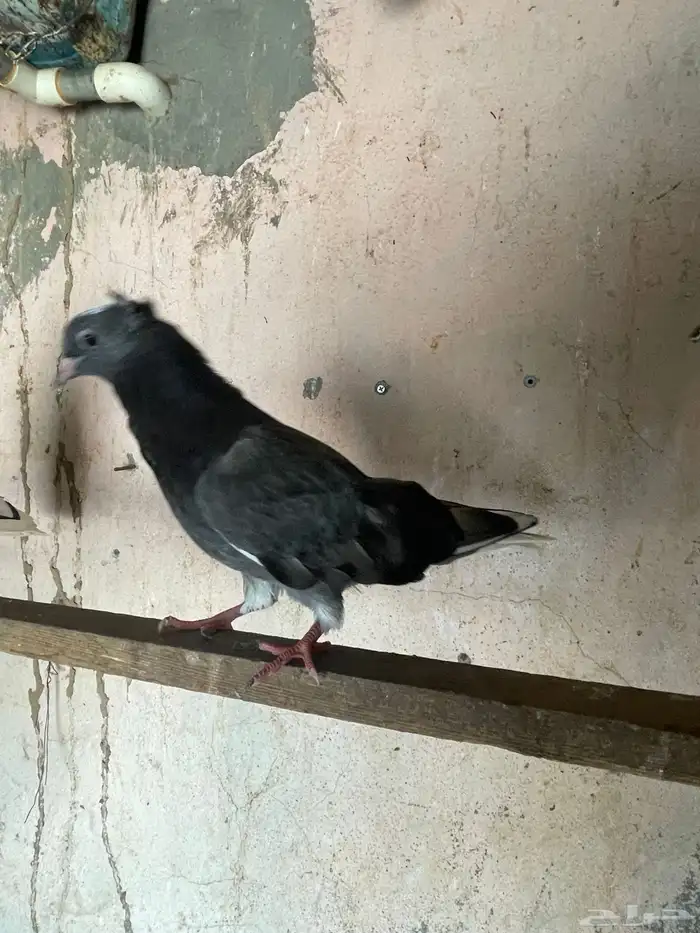 حمام قطايف 9
