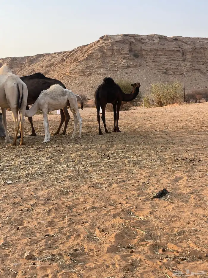 قعود مجهم مفرود يرضع امه 6