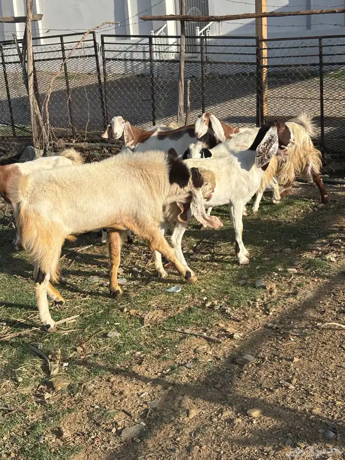 معزا صنف مع الفحل 8